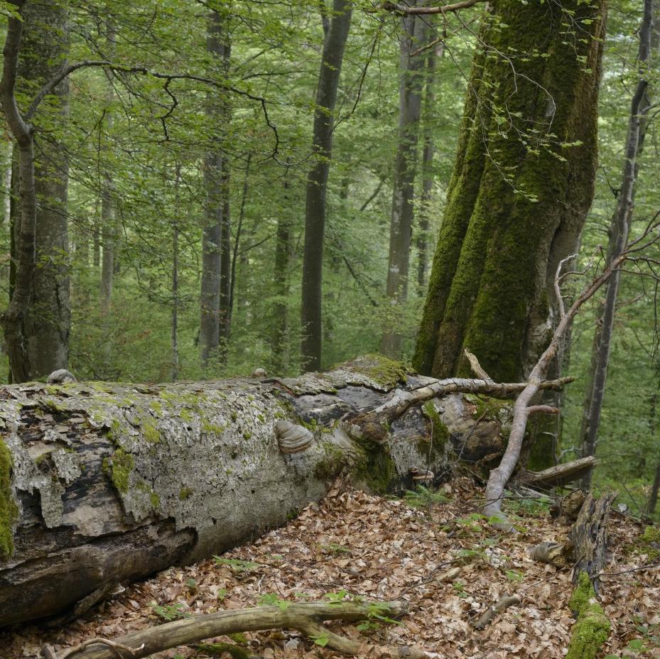 umgefallener Baum im Fagaras Natura2000 Gebiet in Rumänien