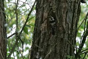 A lesser spotted woodpecker sits on a tree trunk.