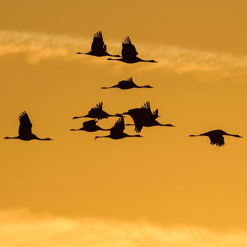 Cranes flying in the sunset