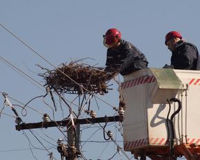Power line with stork's nest and workers on a working platform