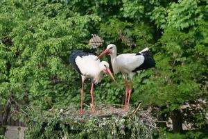 A White stork couple in a nest