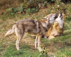 Zwei heulende Wölfe im Gras.