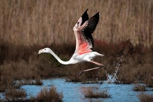 Greater Flamingo taking off