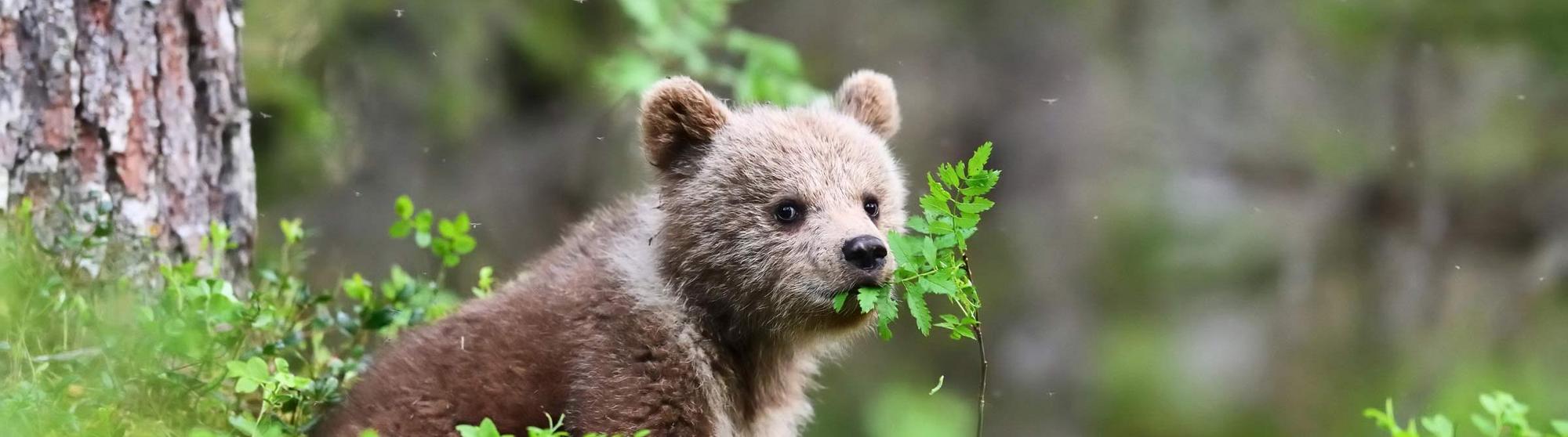 Ein Bärenjunges sitzt im Unterholz und frisst Blätter.