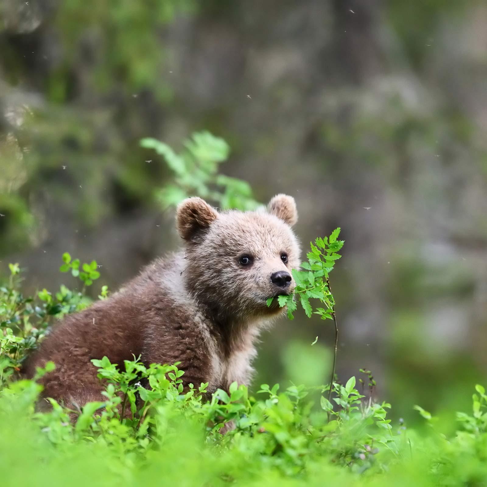 Ein Bärenjunges sitzt im Unterholz und frisst Blätter.
