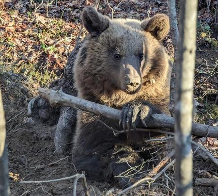 brown bear in snare trap in Albania