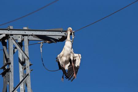 Storch Opfer von Stromleitung