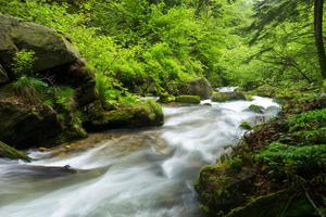 Stream in Romanian Forest