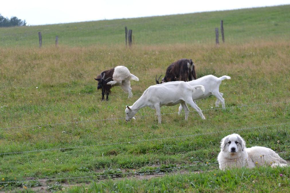 Vier Ziegen mit einem Hütehund auf einer Weide.