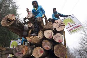 SaveParadiseForests-Aktivisten bei Aktion gegen illegalen Holzeinschlag