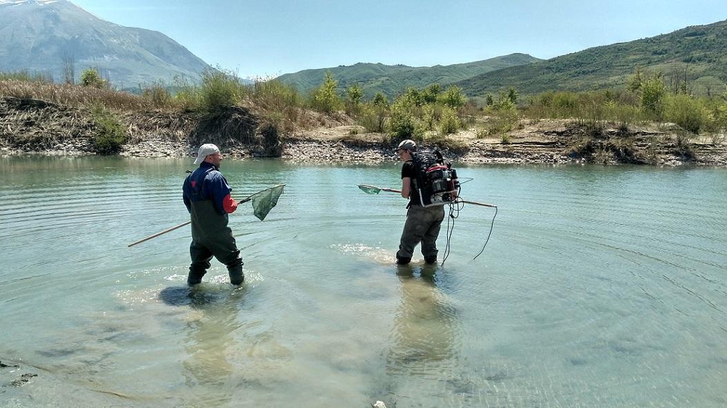 Zwei Männer beim Elektrofischen. Sie stehen ini Anglerhosen in einem Fluss und halten Kescher in der Hand. Einer trägt zusätzlich ein Elektrofanggerät auf dem Rücken.