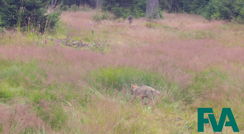 Wolf pup roams through the grass