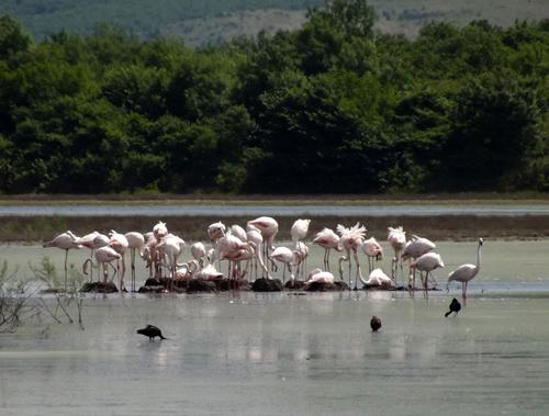 Flamingos with nests in the Ulcinj Salina