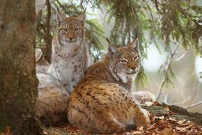 Zwei Luchse liegen unter einer Tanne