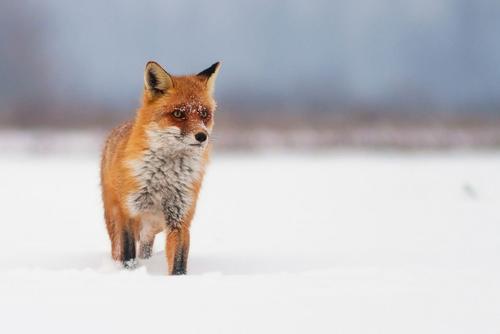 A fox in the snow