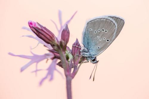 La vie en rose mazarine blue on a flower