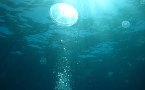 Moon jellyfish off the coast of Humacao, Puerto Rico