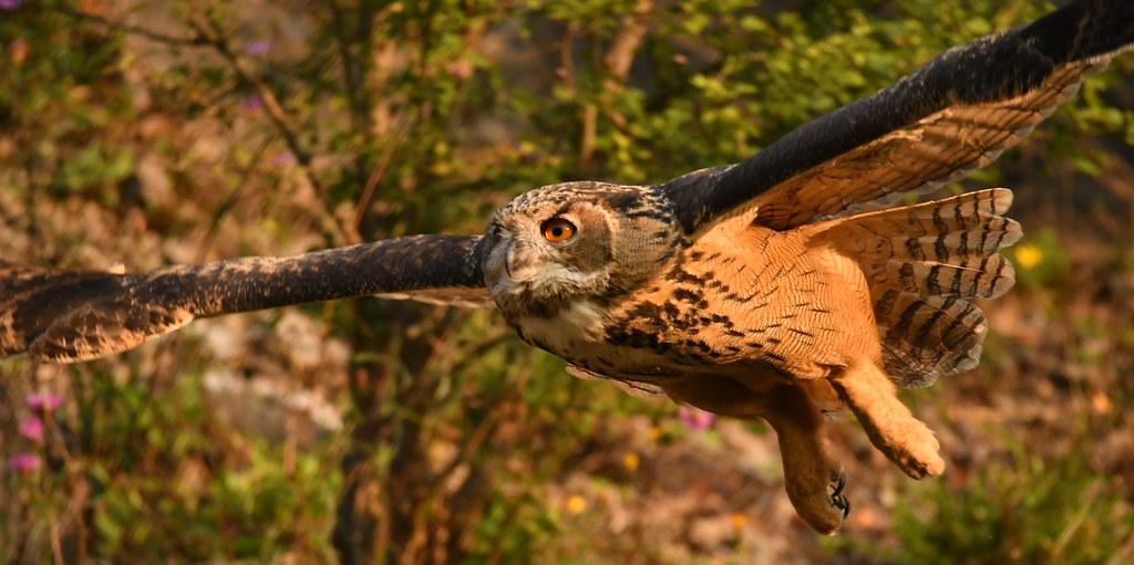 ausgewachsener Uhu im Flug