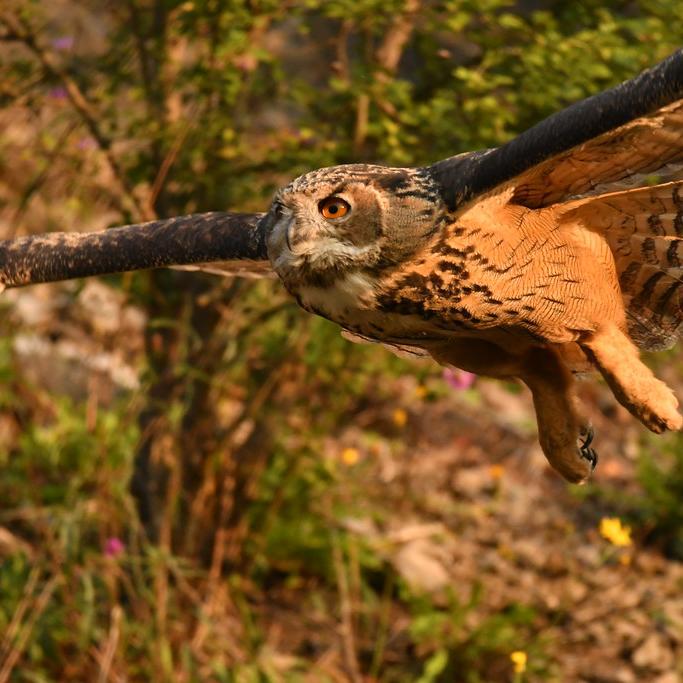 ausgewachsener Uhu im Flug