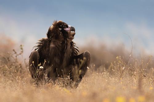 Cinereous vulture