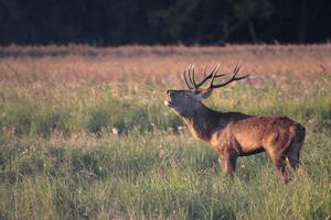rutting call of a red deer