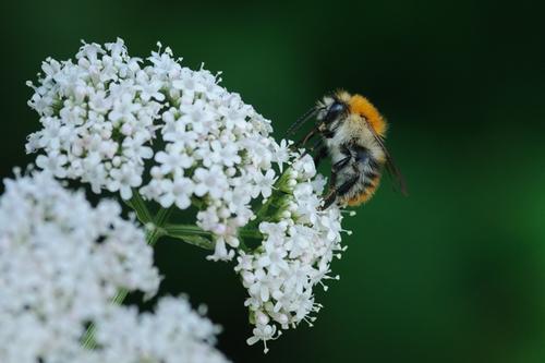 Wildbiene auf Schafgarbe