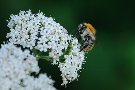 Wildbiene auf Schafgarbe