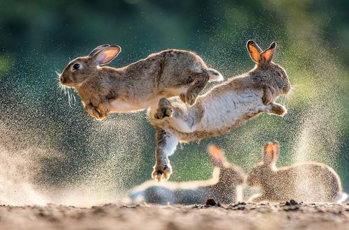 Rabbits are fighting in the sand