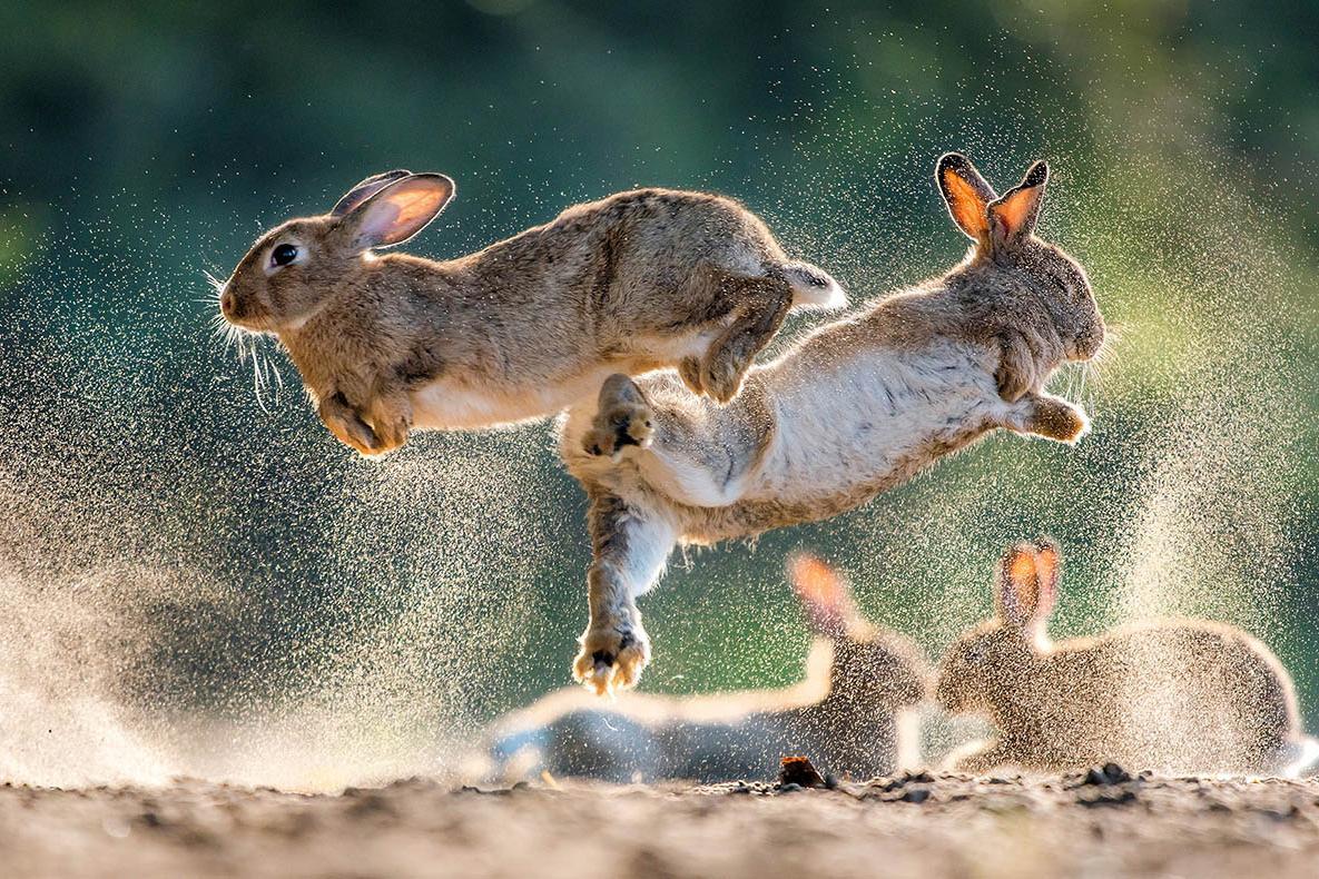 Two male wild rabbits fight
