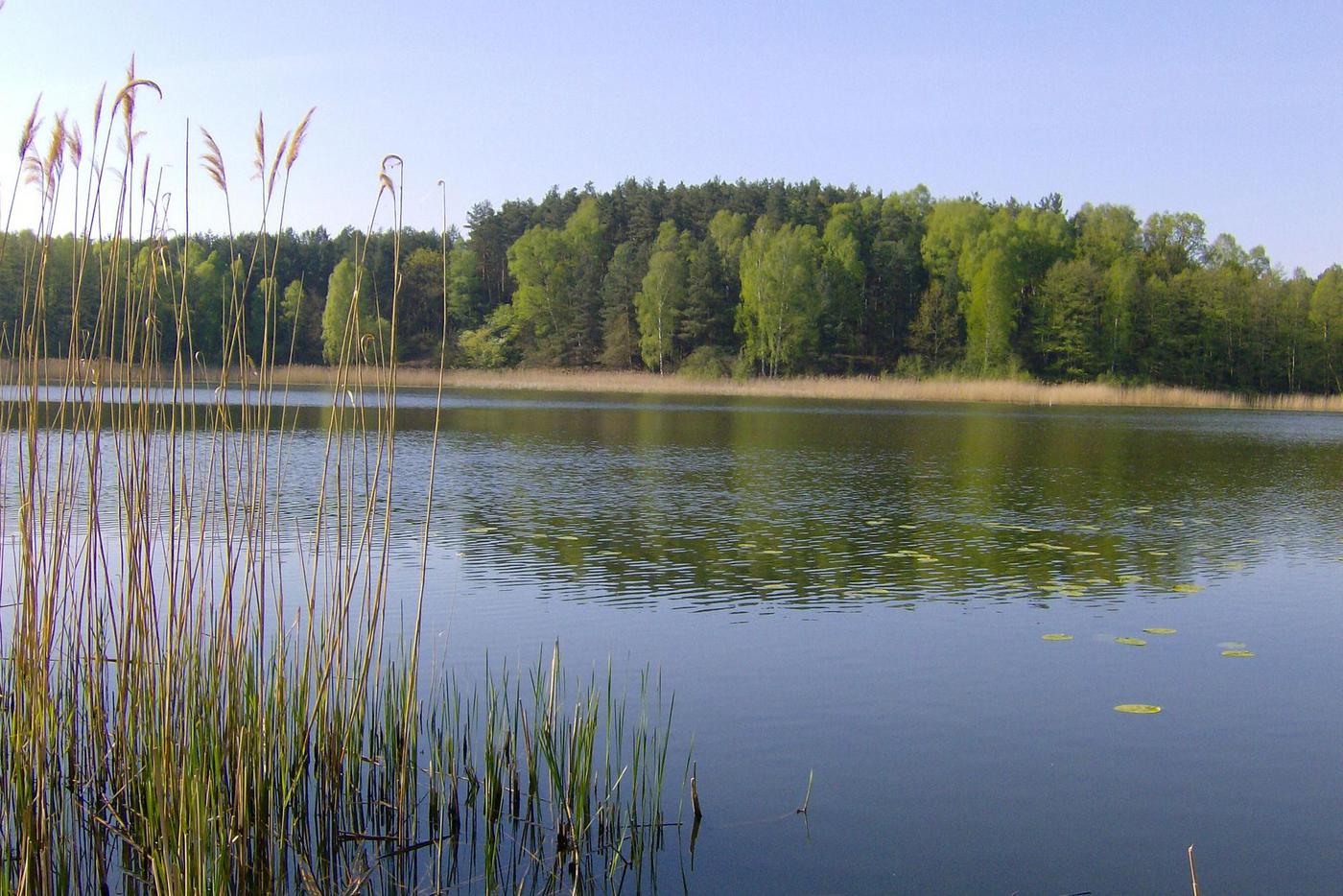 See mit Röhricht und Wald im Hintergrund