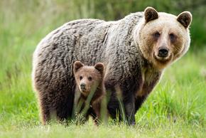 A female brown bear is standing in a meadow. A bear cub is peeking out from under her belly.