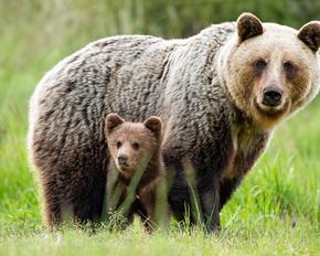 A female brown bear is standing in a meadow. A bear cub is peeking out from under her belly.