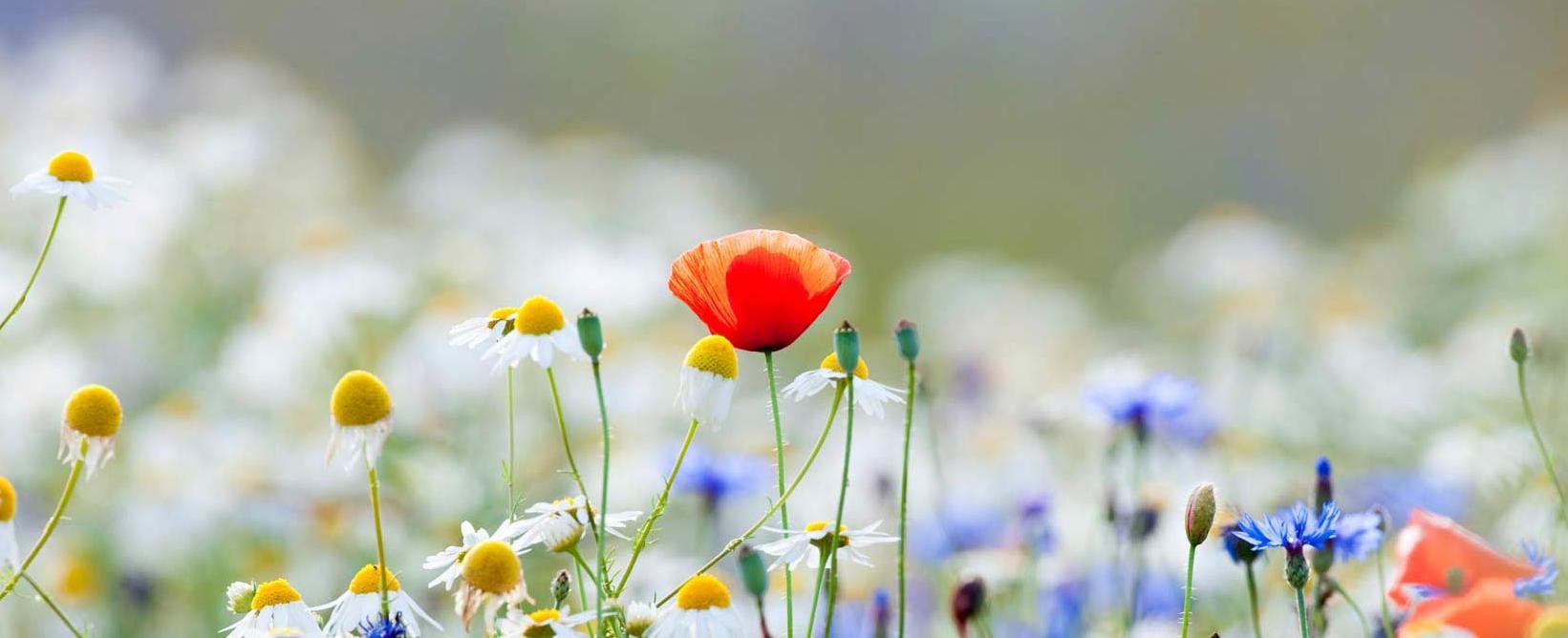Wildblumenwiese mit Mohn, Kornblumen und Kamille