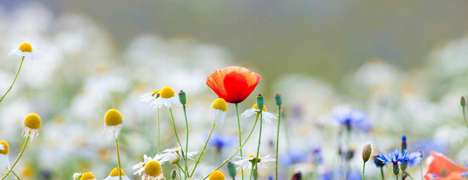 Wildflower meadow with poppies, cornflowers and camomile