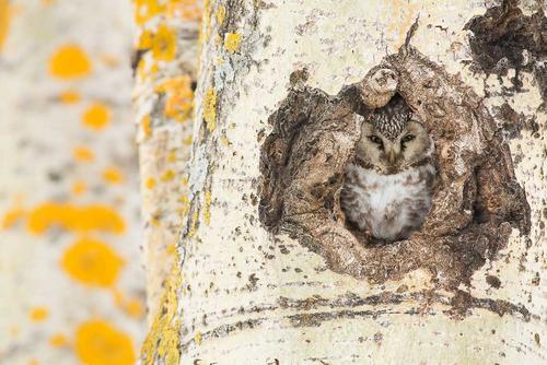 Secret observer Tengmalm’s owl in a hollow birch trunk