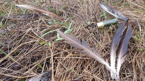 Feathers of a griffon vulture and a gun cartridge