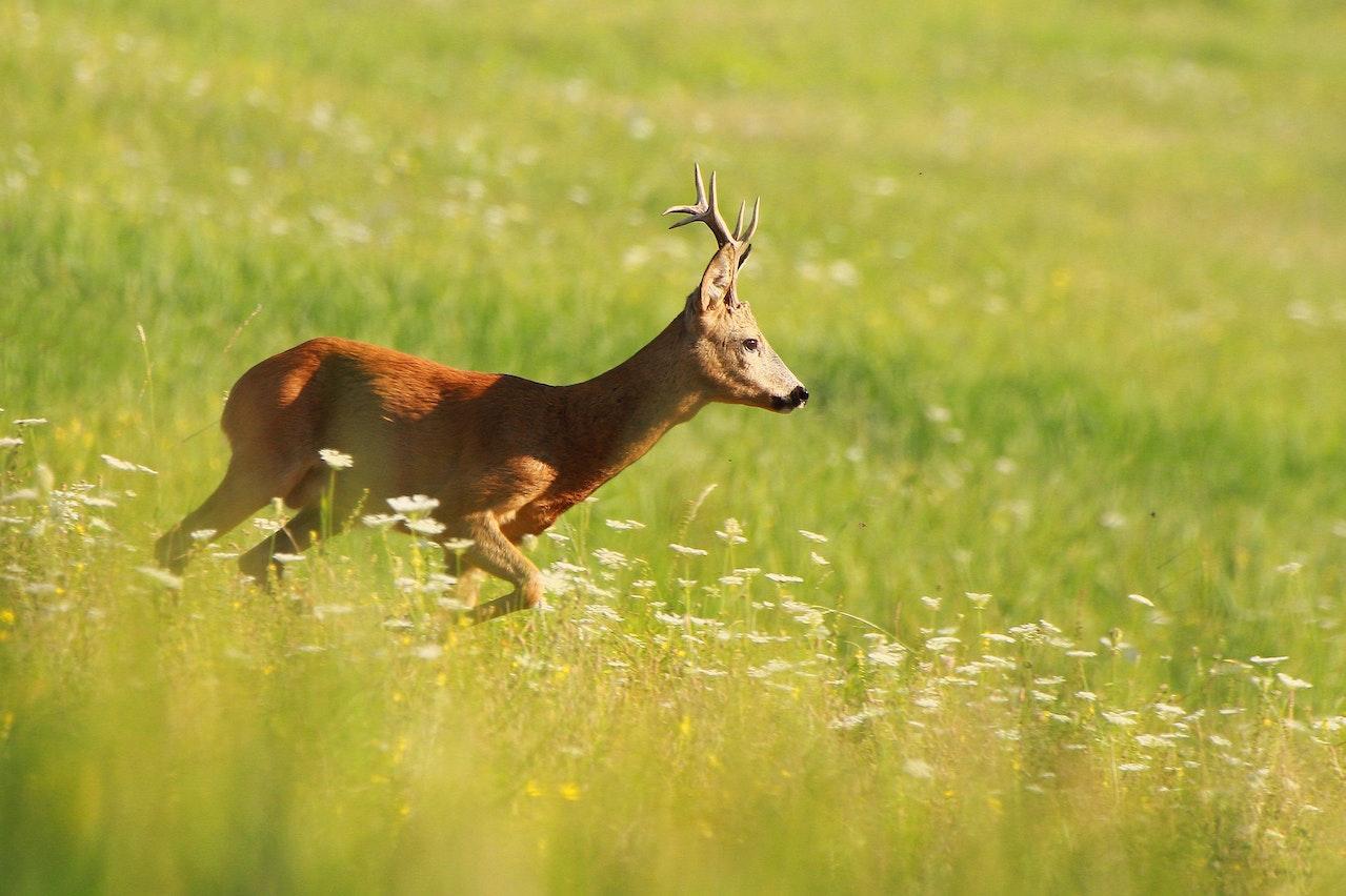 Roebuck in the field