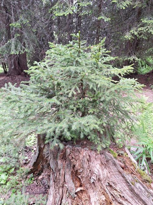 junger Nadelbaum wächst auf totem Baumstumpf