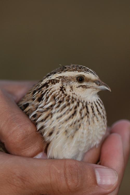Wachtel auf der Hand