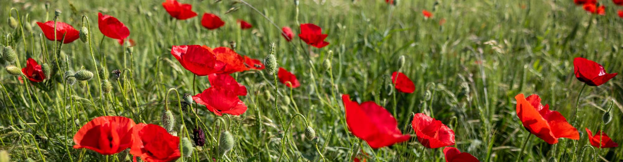 Eine Wiese mit blühenden Mohnblumen.