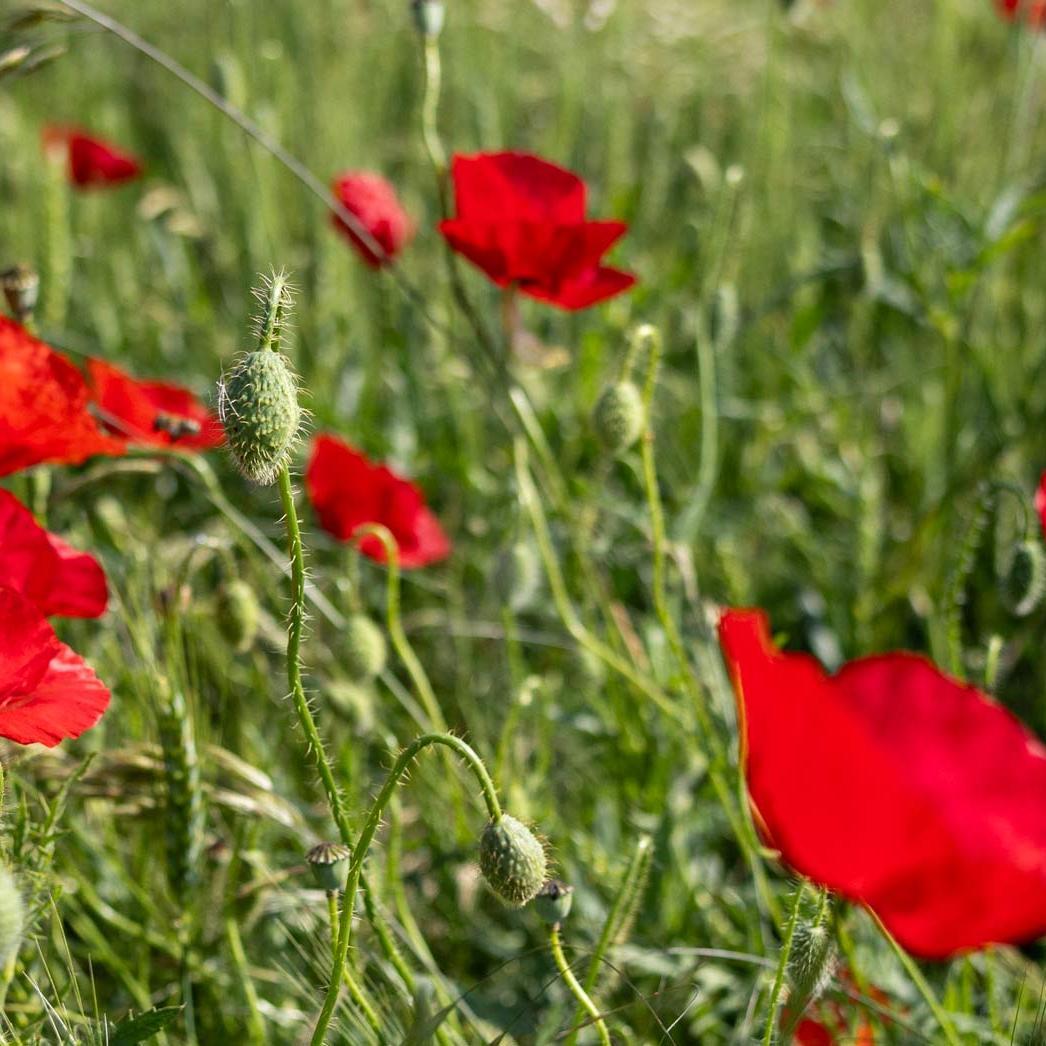 Eine Wiese mit blühenden Mohnblumen.