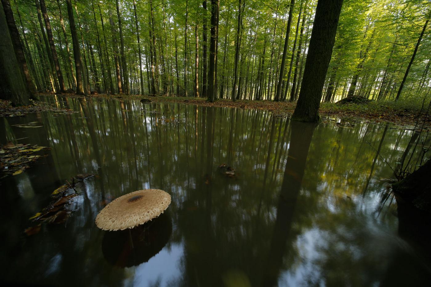 Renaturalised alluvial forest