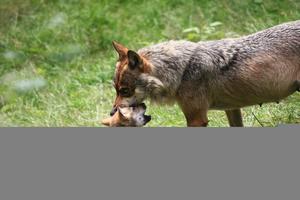 young wolf plays with his mother