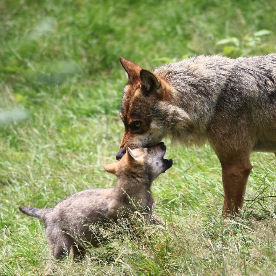 She-wolf with cub