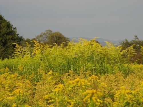 Ein dicht mit Goldruten bewachsenes Feld.