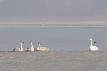 Schwäne am Untersee