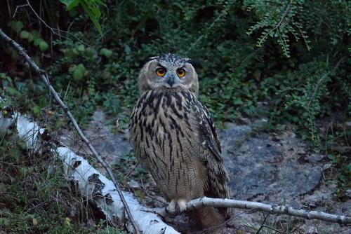young eagle owl in the dusk