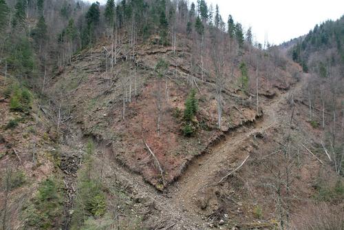 Fellings in the Romanian Carpathians