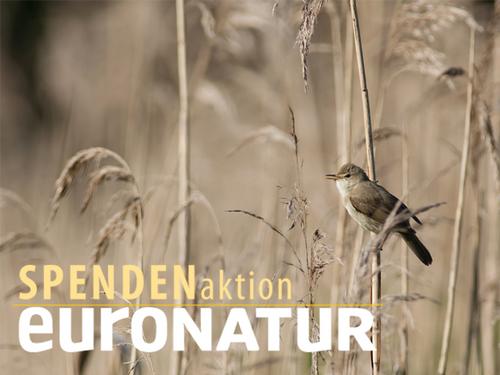 Spendenaktion Vogel im Schilf