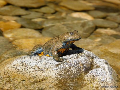 A yellow-bellied toad sits on a stone in the Neretva